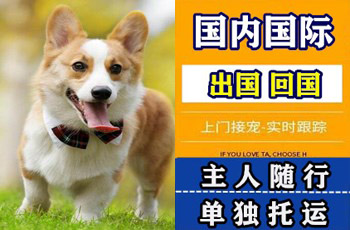 贵阳市宠物托运公司贵阳市宠物托运公司贵阳市宠物托运公司
