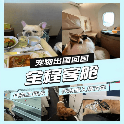 贵阳市宠物托运到白俄罗斯宠物入境规定和要求